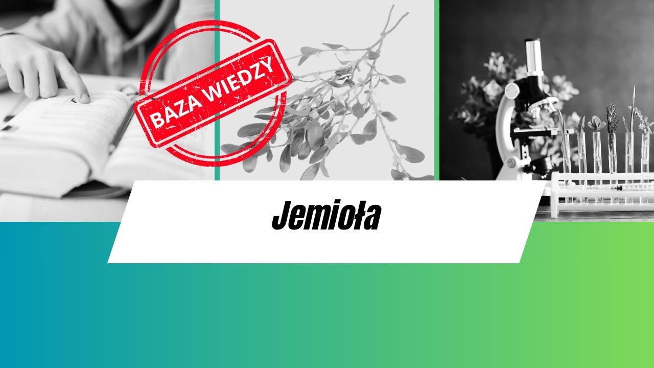 Jemioła - BioHaki.pl - Biohacking oparty na nauce – od receptury po ...